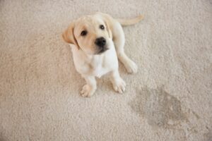 Carpet Cleaning Gold Coast - Pet Urine Stains 