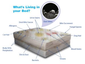 Mattress Cleaning Gold Coast