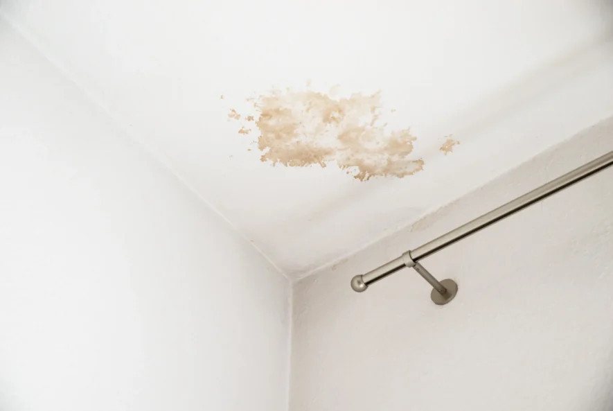 Big Red Gold Coast | Surf, Sand, No Spores - Gold Coast Trusts Big Red for Mould-Free Living