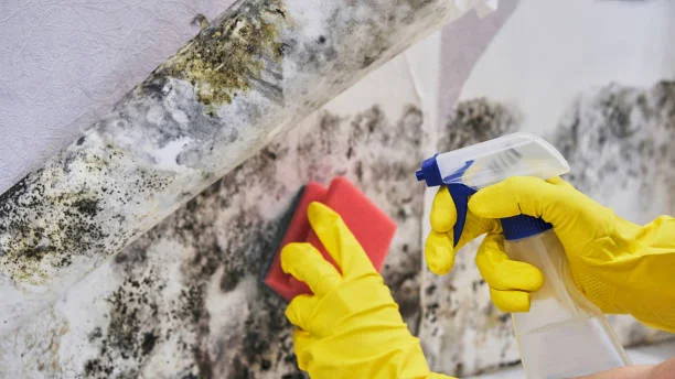 Big Red Gold Coast | Why Mould Keeps Coming Back in Brisbane Homes — And How to Stop It Permanently