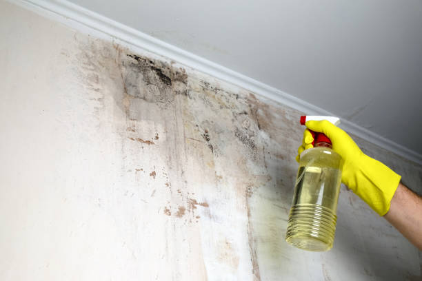 Mould Removal