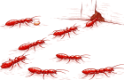 pest-ants-820x500