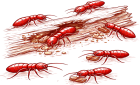 pest-termites-820x500